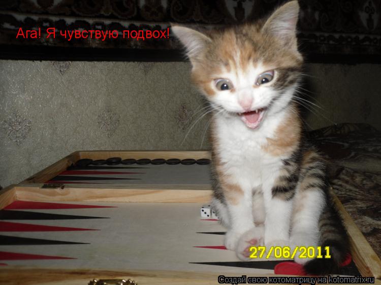 Ага! Я чувствую подвох!... Котоматрица: Ага! Я чувствую подвох!