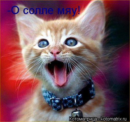 -О солле мяу!... Котоматрица: -О солле мяу!