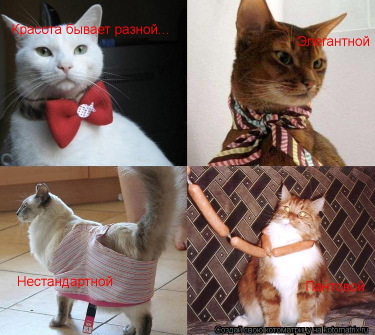 Красота бывает разной... Элегантной Нестандартной Пантовой... Котоматрица: Красота бывает разной... Элегантной Нестандартной Пантовой