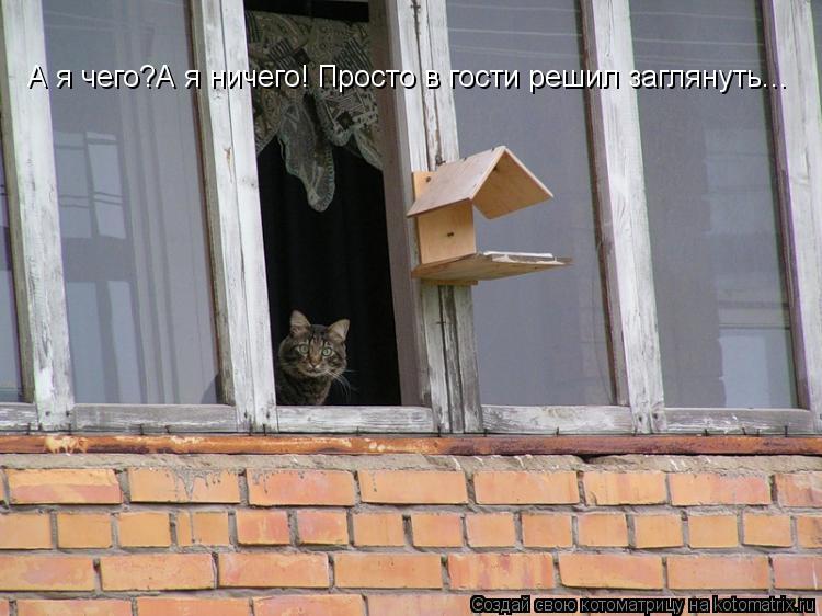 А я чего?А я ничего! Просто в гости решил заглянуть...... Котоматрица: А я чего?А я ничего! Просто в гости решил заглянуть...