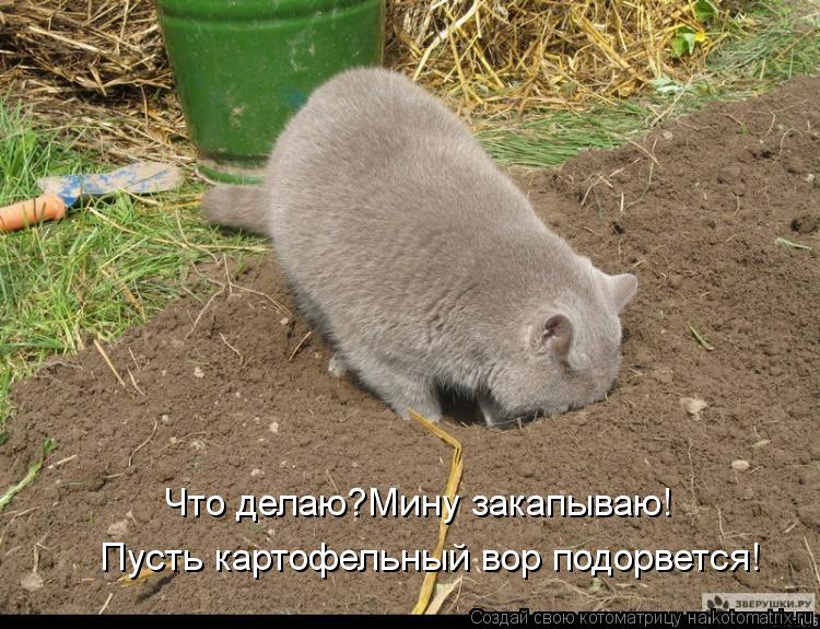 Что делаю?Мину закапываю! Пусть картофельный вор подорвется!... Котоматрица: Что делаю?Мину закапываю! Пусть картофельный вор подорвется!