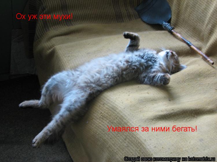 Ох уж эти мухи! Умаялся за ними бегать!... Котоматрица: Ох уж эти мухи! Умаялся за ними бегать!