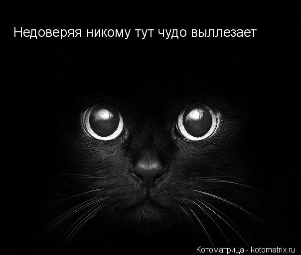 Недоверяя никому тут чудо выллезает... Котоматрица: Недоверяя никому тут чудо выллезает