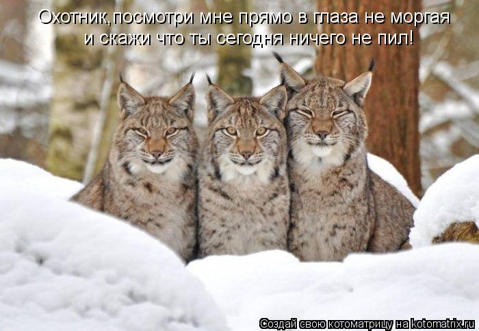 Охотник,посмотри мне прямо в глаза не моргая и скажи что ты сегодня ничего не пил!... Котоматрица: Охотник,посмотри мне прямо в глаза не моргая и скажи что ты сегодня ничего не пил!