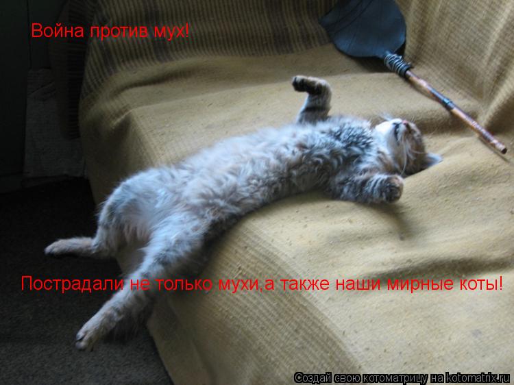 Война против мух! Пострадали не только мухи,а также наши мирные коты!... Котоматрица: Война против мух! Пострадали не только мухи,а также наши мирные коты!