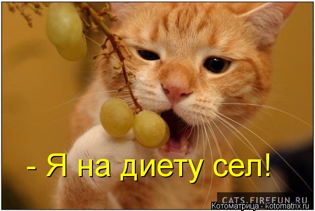 - Я на диету сел!... Котоматрица: - Я на диету сел!