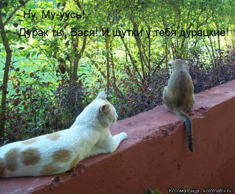 - Ну, Му-уусь! - Дурак ты, Вася! И шутки у тебя дурацкие!... Котоматрица: - Ну, Му-уусь! - Дурак ты, Вася! И шутки у тебя дурацкие!