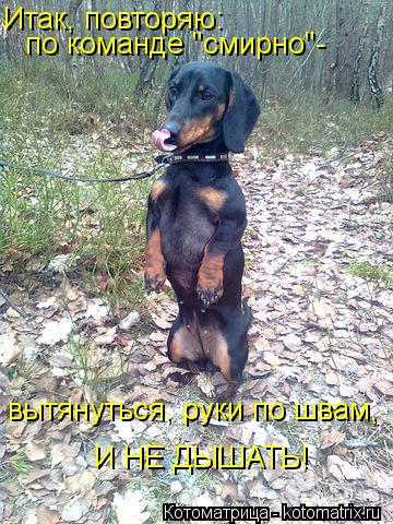 Итак, повторяю: по команде "смирно"- по команде "смирно"- вытянуться, руки по швам, И НЕ ДЫШАТЬ!... Котоматрица: Итак, повторяю: по команде "смирно"- по команде "смирно"- вытянуться, руки по швам, И НЕ ДЫШАТЬ!