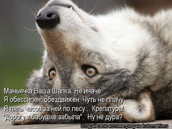 Я пять часов за ней по лесу... Крепатура! Я обессилен, обездвижен. Чуть не плачу. Маньячка Ваша Шапка... Котоматрица: Я пять часов за ней по лесу... Крепатура! Я обессилен, обездвижен. Чуть не плачу. Маньячка Ваша Шапка. Не иначе. "Дорогу к бабушке забыла". Ну не
