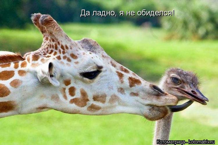 Да ладно, я не обиделся!... Котоматрица: Да ладно, я не обиделся!