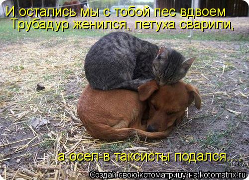 И остались мы с тобой пес вдвоем Трубадур женился, петуха сварили, а осел-в таксисты подался....... Котоматрица: И остались мы с тобой пес вдвоем Трубадур женился, петуха сварили, а осел-в таксисты подался....