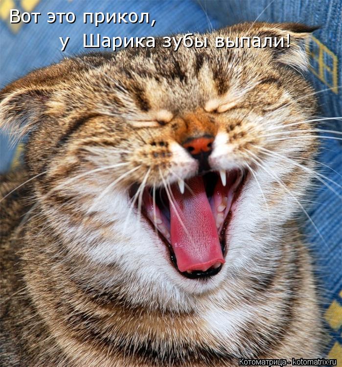 Вот это прикол, у Шарика зубы выпали!... Котоматрица: Вот это прикол, у Шарика зубы выпали!