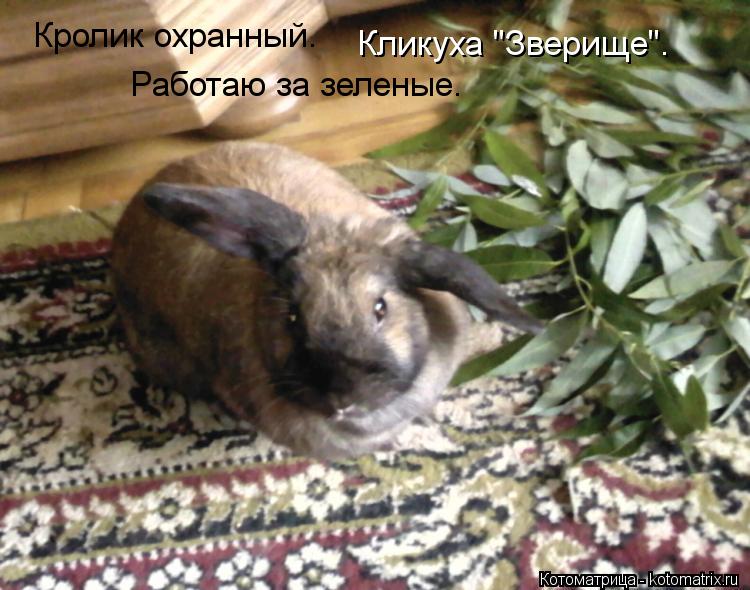 Котоматрица: Кролик охранный.  Работаю за зеленые. Кликуха "Зверище".