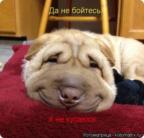 Да не бойтесь, я не кусаюсь...... Котоматрица: Да не бойтесь, я не кусаюсь...