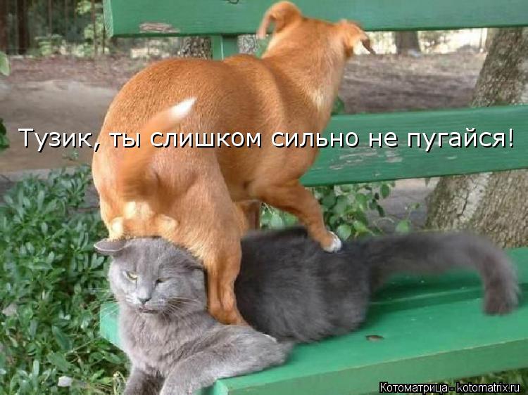 Тузик, ты слишком сильно не пугайся!... Котоматрица: Тузик, ты слишком сильно не пугайся!