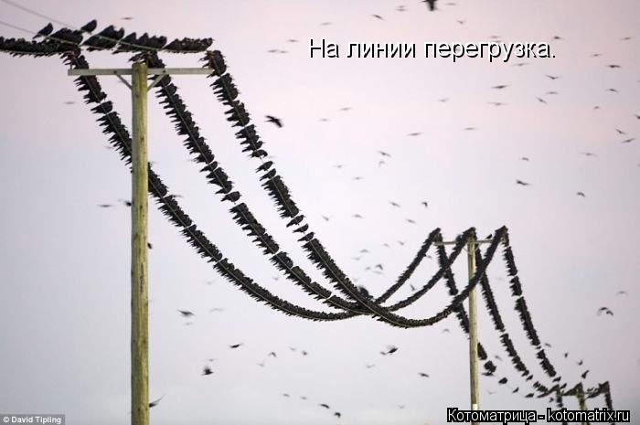 На линии перегрузка.... Котоматрица: На линии перегрузка.