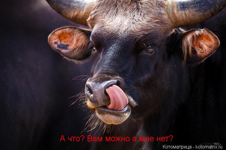 А что? Вам можно а мне нет?... Котоматрица: А что? Вам можно а мне нет?