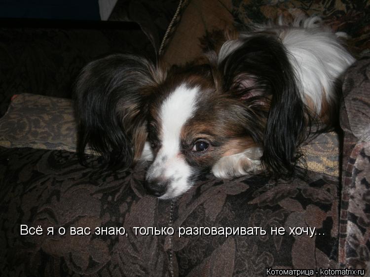 Всё я о вас знаю, только разговаривать не хочу...... Котоматрица: Всё я о вас знаю, только разговаривать не хочу...