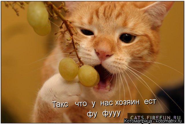 Такс что у нас хозяин ест фу фууу... Котоматрица: Такс что у нас хозяин ест фу фууу