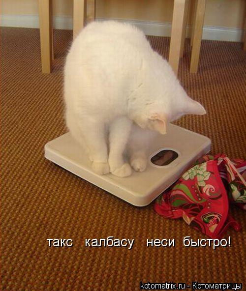 такс калбасу неси быстро!... Котоматрица: такс калбасу неси быстро!