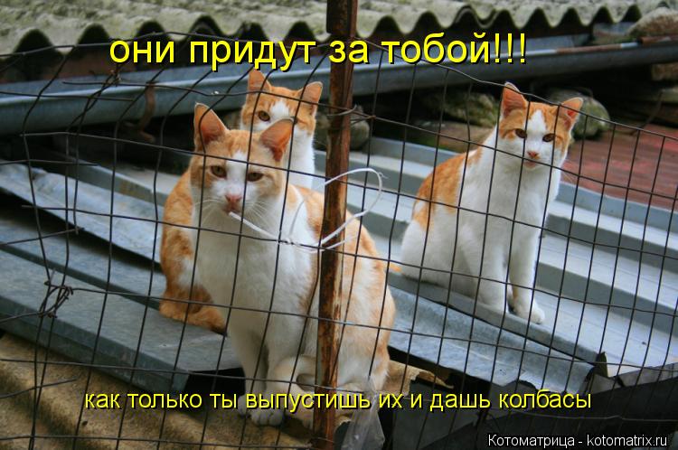 они придут за тобой!!! как только ты выпустишь их и дашь колбасы... Котоматрица: они придут за тобой!!! как только ты выпустишь их и дашь колбасы