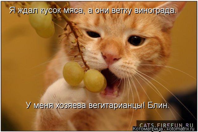 Я ждал кусок мяса, а они ветку винограда. У меня хозяева вегитарианцы! Блин.... Котоматрица: Я ждал кусок мяса, а они ветку винограда. У меня хозяева вегитарианцы! Блин.
