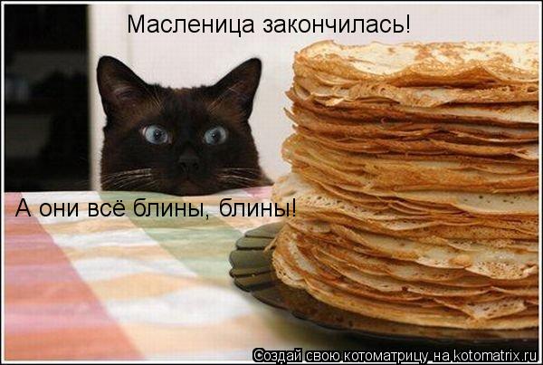 Масленица закончилась! А они всё блины, блины!... Котоматрица: Масленица закончилась! А они всё блины, блины!
