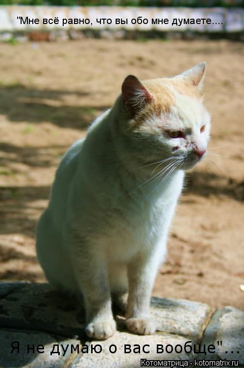"Мне всё равно, что вы обо мне думаете.... Я не думаю о вас вообще"...... Котоматрица: "Мне всё равно, что вы обо мне думаете.... Я не думаю о вас вообще"...