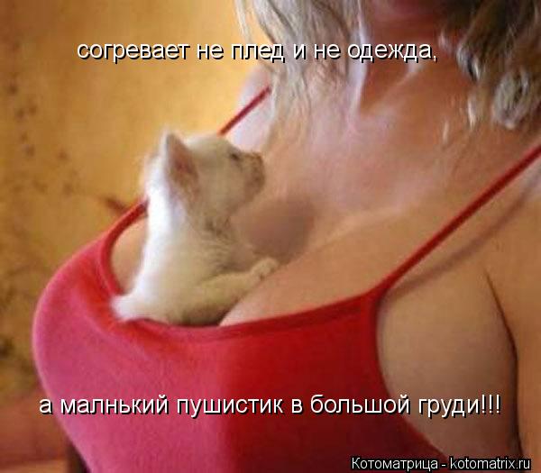 согревает не плед и не одежда, а малнький пушистик в большой груди!!!... Котоматрица: согревает не плед и не одежда, а малнький пушистик в большой груди!!!