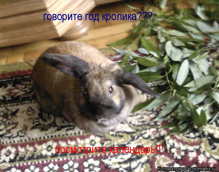 говорите год кролика??? посмотрите календарь!!!... Котоматрица: говорите год кролика??? посмотрите календарь!!!