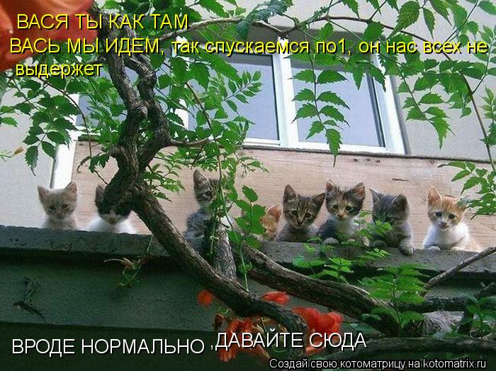 ВРОДЕ НОРМАЛЬНО ,ДАВАЙТЕ СЮДА ВАСЯ ТЫ КАК ТАМ ВАСЬ МЫ ИДЕМ, так спускаемся по1, он нас всех не выдерж... Котоматрица: ВРОДЕ НОРМАЛЬНО ,ДАВАЙТЕ СЮДА ВАСЯ ТЫ КАК ТАМ ВАСЬ МЫ ИДЕМ, так спускаемся по1, он нас всех не выдержет