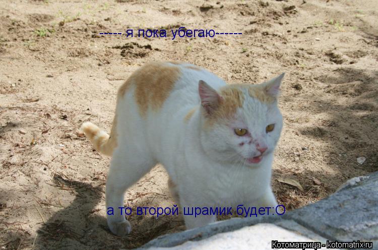 ----- я пока убегаю------ а то второй шрамик будет:O... Котоматрица: ----- я пока убегаю------ а то второй шрамик будет:O