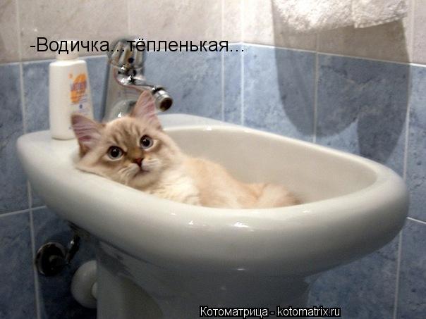 -Водичка...тёпленькая...... Котоматрица: -Водичка...тёпленькая...