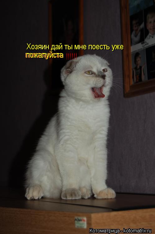 Хозяин дай ты мне поесть уже пожалуйста пожалуйста пожалуйста !!!!!!... Котоматрица: Хозяин дай ты мне поесть уже пожалуйста пожалуйста пожалуйста !!!!!!