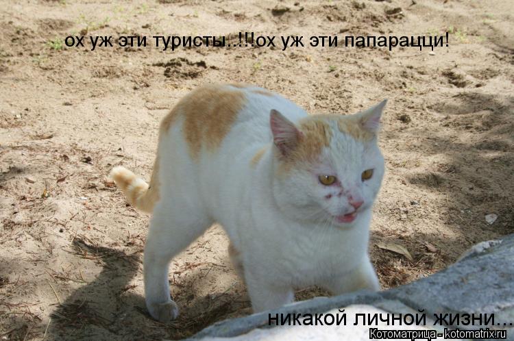ох уж эти туристы..!!!ох уж эти папарацци! никакой личной жизни...... Котоматрица: ох уж эти туристы..!!!ох уж эти папарацци! никакой личной жизни...
