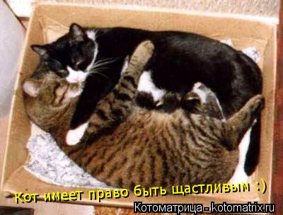Кот имеет право быть щастливым :)... Котоматрица: Кот имеет право быть щастливым :)