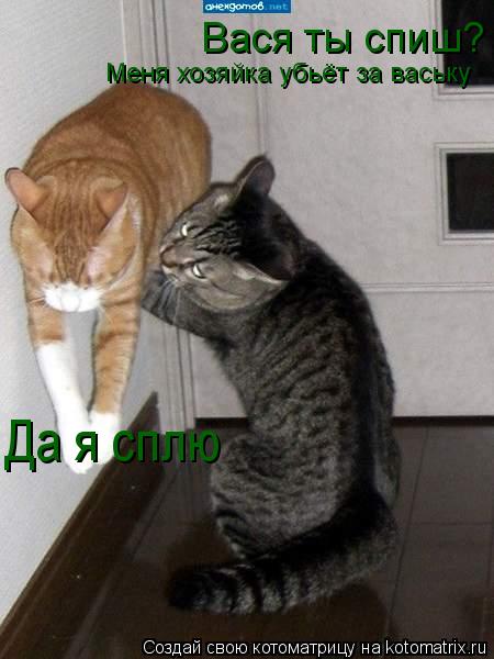 Вася ты спиш? Меня хозяйка убьёт за ваську Да я сплю... Котоматрица: Вася ты спиш? Меня хозяйка убьёт за ваську Да я сплю