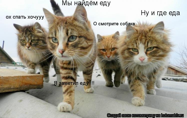 Ну и где еда Мы найдём еду О смотрите собака ох спать хочууу Я заметил еду!!!!... Котоматрица: Ну и где еда Мы найдём еду О смотрите собака ох спать хочууу Я заметил еду!!!!