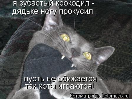 я зубастый крокодил - дядьке ногу прокусил. пусть не обижается - так коты играются!... Котоматрица: я зубастый крокодил - дядьке ногу прокусил. пусть не обижается - так коты играются!