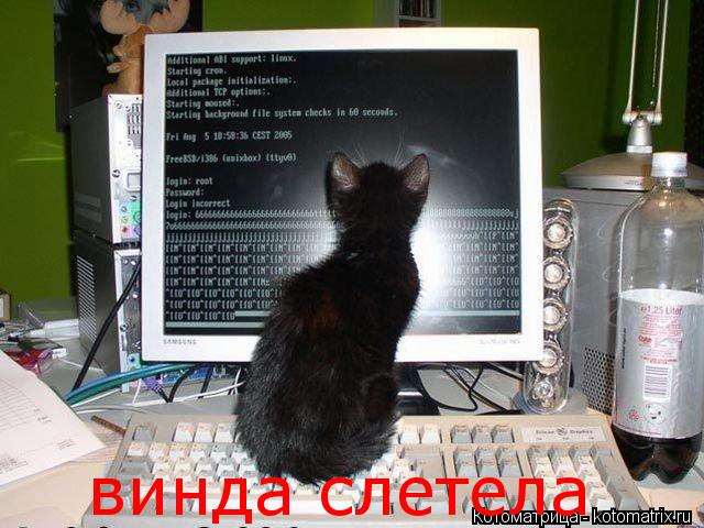 винда слетела... Котоматрица: винда слетела