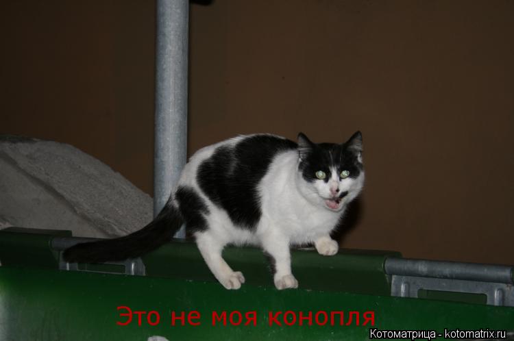 Это не моя конопля... Котоматрица: Это не моя конопля