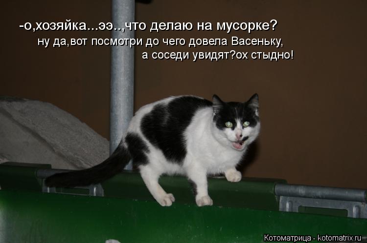 -о,хозяйка...ээ..,что делаю на мусорке? ну да,вот посмотри до чего довела Васеньку, а соседи увидят?о... Котоматрица: -о,хозяйка...ээ..,что делаю на мусорке? ну да,вот посмотри до чего довела Васеньку, а соседи увидят?ох стыдно!