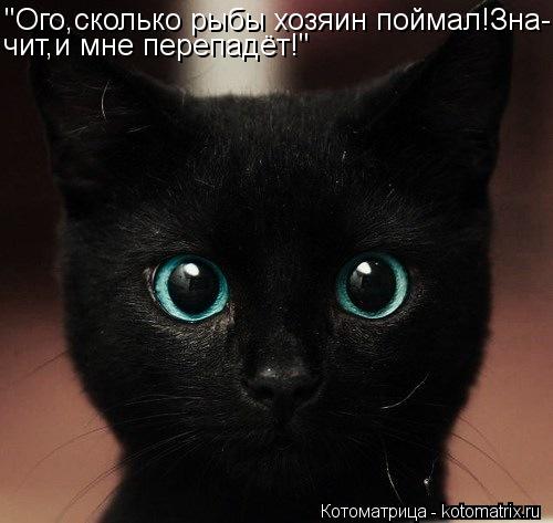 "Ого,сколько рыбы хозяин поймал!Зна- чит,и мне перепадёт!"... Котоматрица: "Ого,сколько рыбы хозяин поймал!Зна- чит,и мне перепадёт!"
