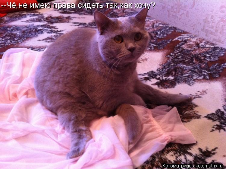 --Чё,не имею права сидеть так,как хочу?... Котоматрица: --Чё,не имею права сидеть так,как хочу?