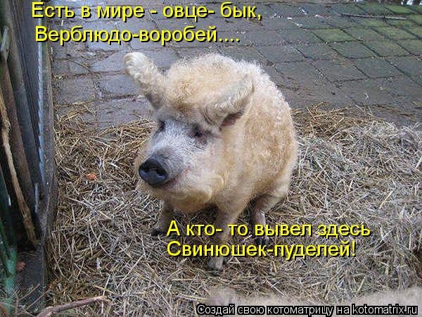 Есть в мире - овце- бык, Верблюдо-воробей.... А кто- то вывел здесь Свинюшек-пуделей!... Котоматрица: Есть в мире - овце- бык, Верблюдо-воробей.... А кто- то вывел здесь Свинюшек-пуделей!
