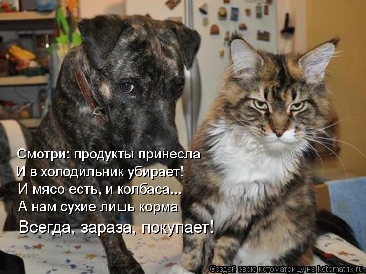 Смотри: продукты принесла И в холодильник убирает! И мясо есть, и колбаса... А нам сухие лишь корма В... Котоматрица: Смотри: продукты принесла И в холодильник убирает! И мясо есть, и колбаса... А нам сухие лишь корма Всегда, зараза, покупает!