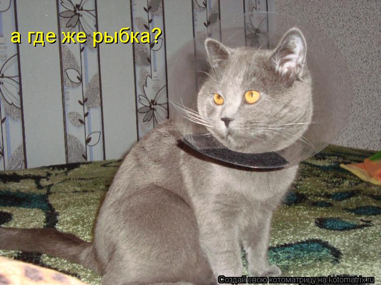 а где же рыбка?... Котоматрица: а где же рыбка?