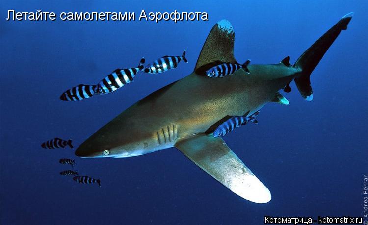 Летайте самолетами Аэрофлота... Котоматрица: Летайте самолетами Аэрофлота