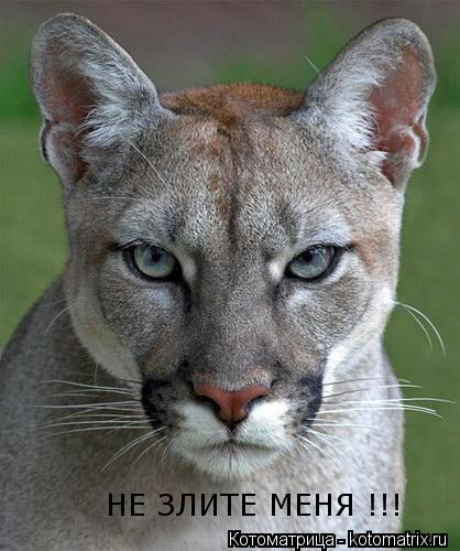 НЕ ЗЛИТЕ МЕНЯ !!!... Котоматрица: НЕ ЗЛИТЕ МЕНЯ !!!
