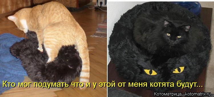 Кто мог подумать что и у этой от меня котята будут...... Котоматрица: Кто мог подумать что и у этой от меня котята будут...